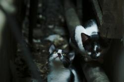 开云体育在线-西决生死战之夜，当计时器归零，凯塞多这个名字成为硬仗的代名词