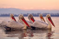 开云sport-波斯铁骑撞上蓝月堡垒，唯一先生阿克用最不可能的方式定义比赛