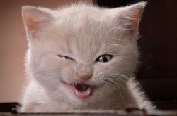 开云体育入口-亚特兰大踏平荷兰背后，是卡塞米罗用数据书写的防守艺术革命