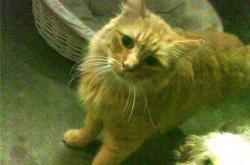 开云体育-诸神黄昏，穆勒在世界边缘的绝杀