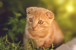 开云体育APP下载-6记三分射落黄蜂！名记手记，贝恩如何成为浙江队的关键先生？