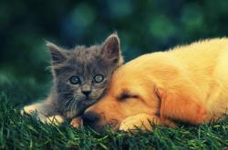 开云体育中国-终结十年魔咒！詹姆斯一剑封喉，国王险胜雷霆终结连败深渊