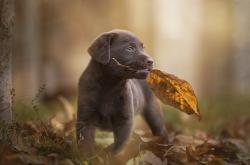 开云体育平台APP-绿茵场的节奏大师与硬木地板的接管者，当摩洛哥战术遇见加克波时刻