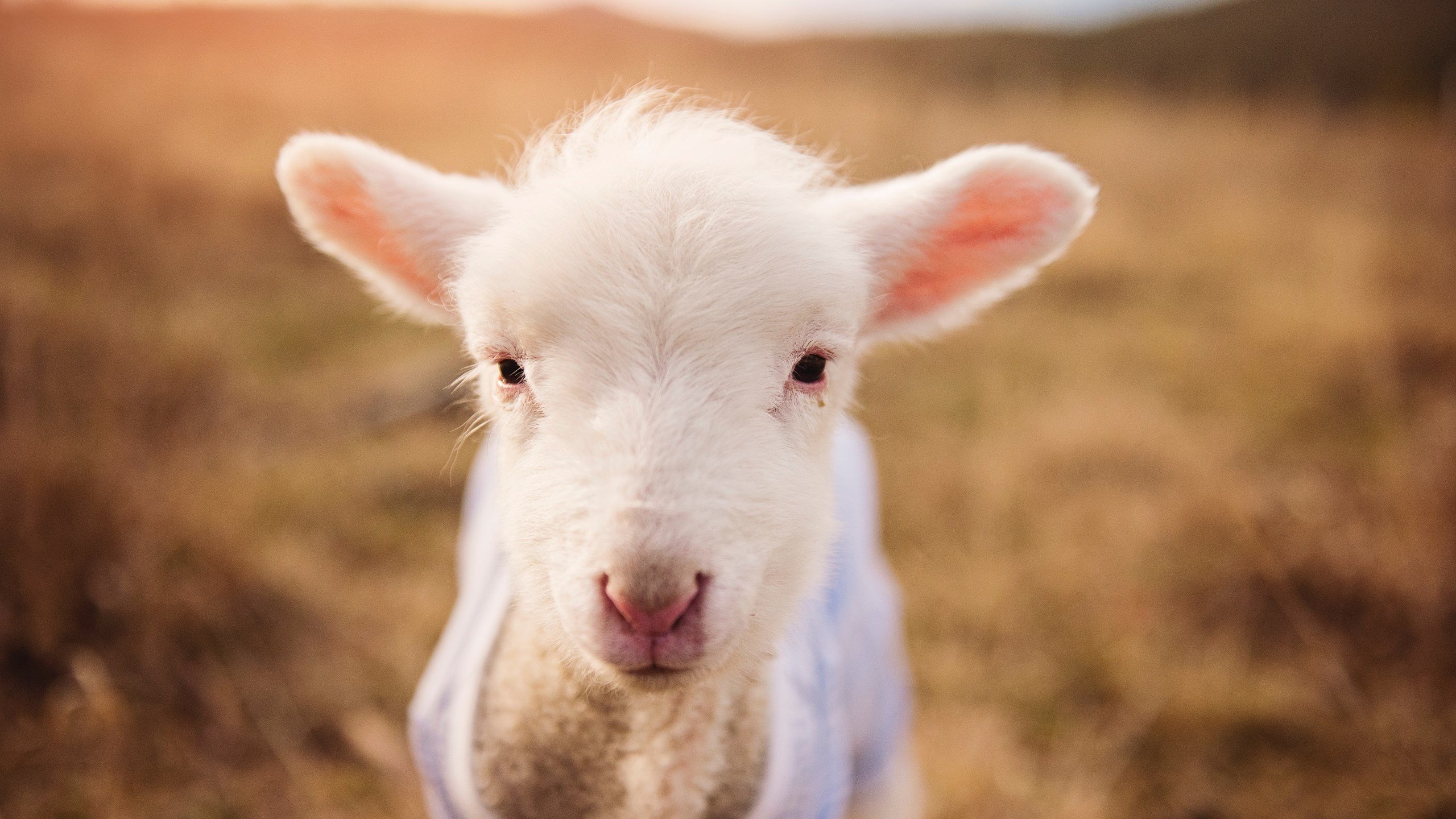 羽球场上演双重奏，印尼队轻取强敌，安赛龙状态登峰