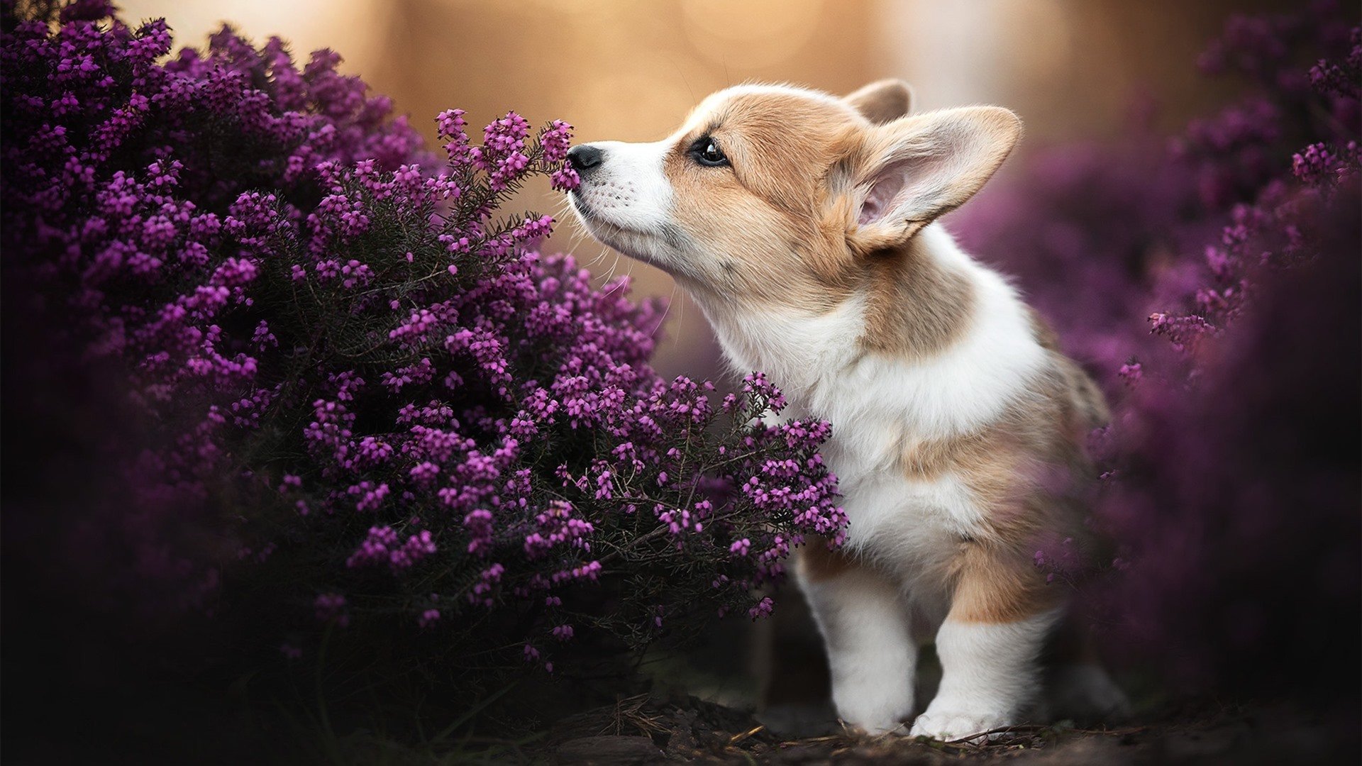 奥运决赛爆冷！法国4-0横扫美国，西班牙金童佩德里关键制胜