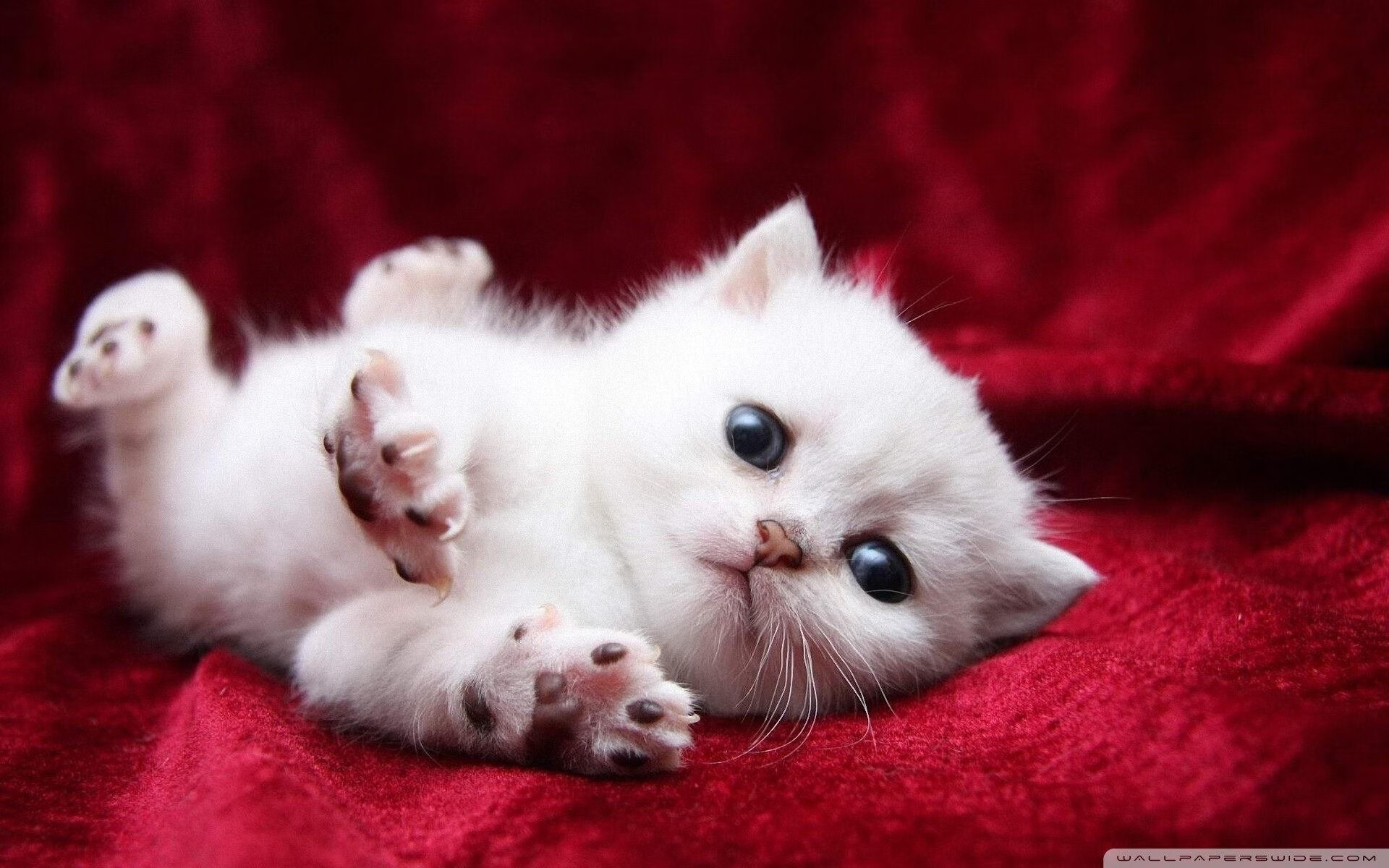 当密尔沃基的雪落在天山，利拉德0.4秒跨洲绝杀