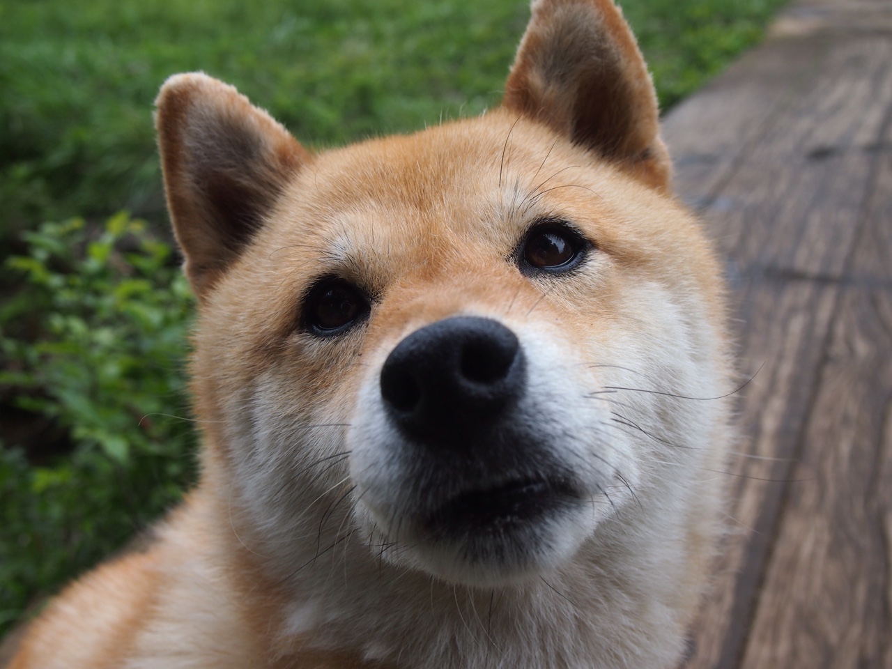 跨越太平洋的证明,欧文于沪上焦点战重塑江湖,黄蜂鏖战上海淬炼团队之魂