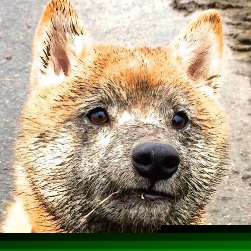 撕裂夜幕，锡安·威廉姆森与他的涅槃季后赛之夜