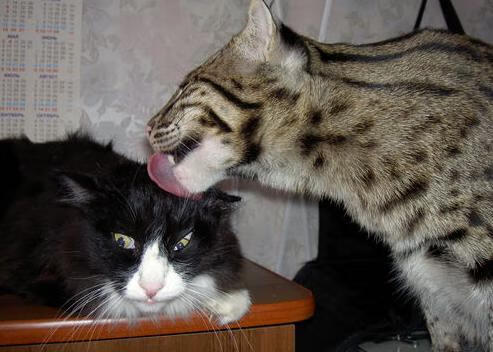 沉默封锁线,保罗如何用17次妙传,将国王的喧嚣化为沉寂?