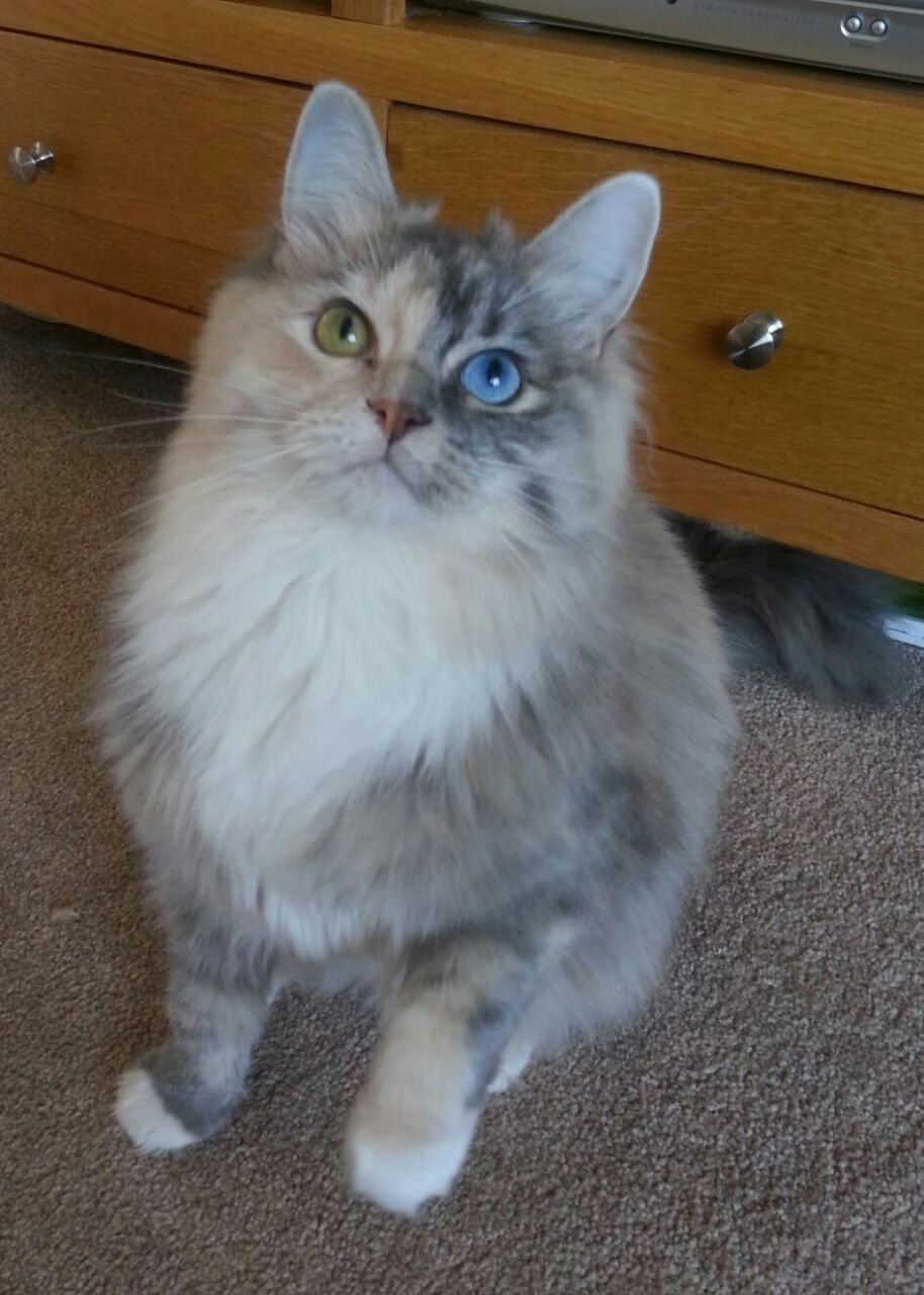 抢七时刻，当塞内加尔的节奏基因注入阿森纳的血液