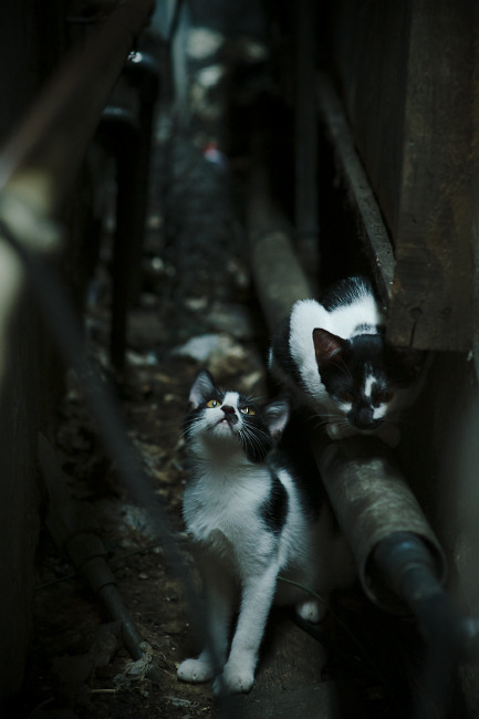 双线交织的终章,罗德里戈以一己之力为英超赛季写下最终句号