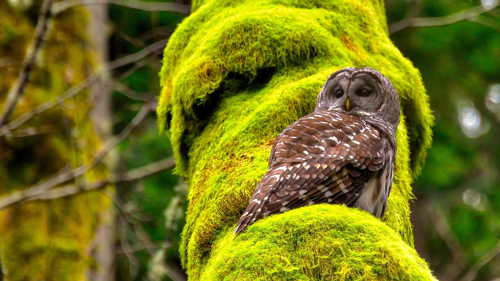 当巴萨风骨遇上乌拉圭铁壁，凯恩的利刃刺穿最硬盾牌