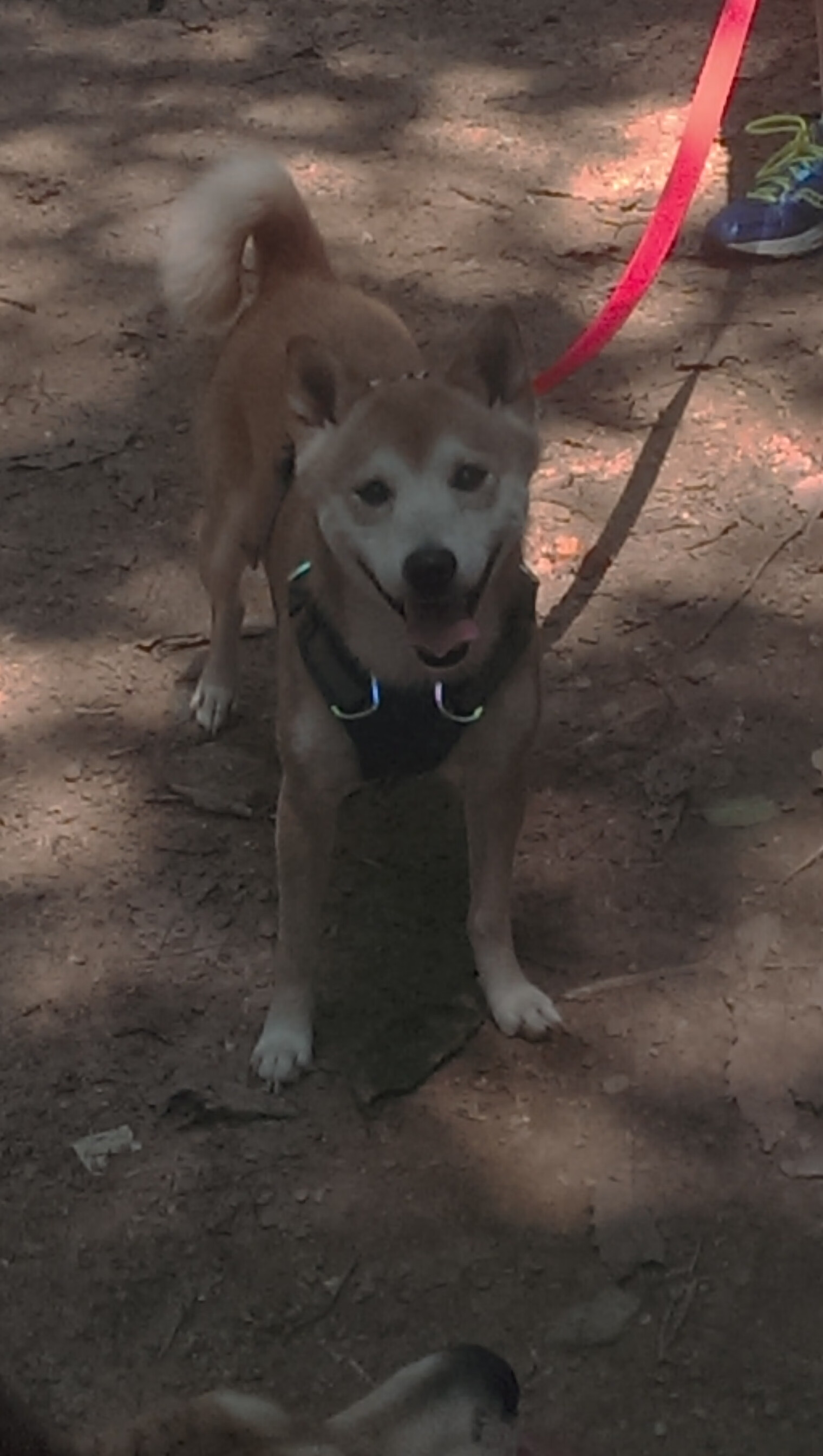 孤星与森林,当欧文的谜题解开,凯尔特人的团队棋局如何困住掘金?