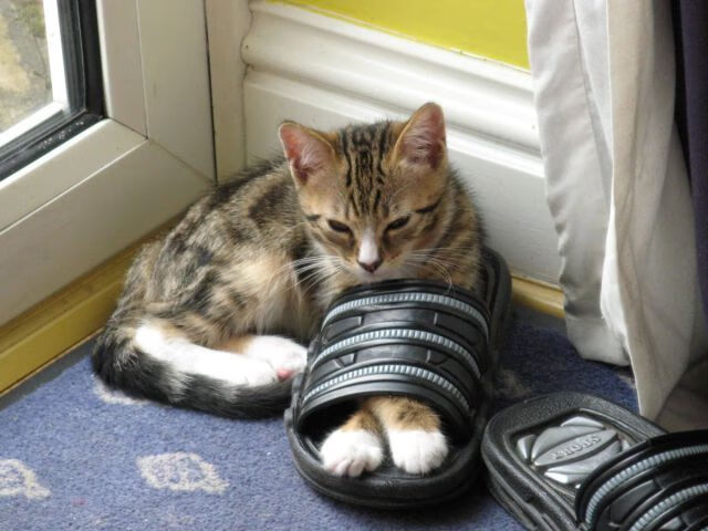 北欧冰墙 vs 安达卢西亚火焰,卡拉斯科利刃破局刷新纪录