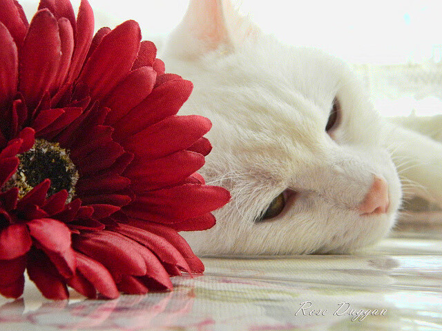 冰封王座上的血战,伦纳德,这架为今夜而生的完美机器