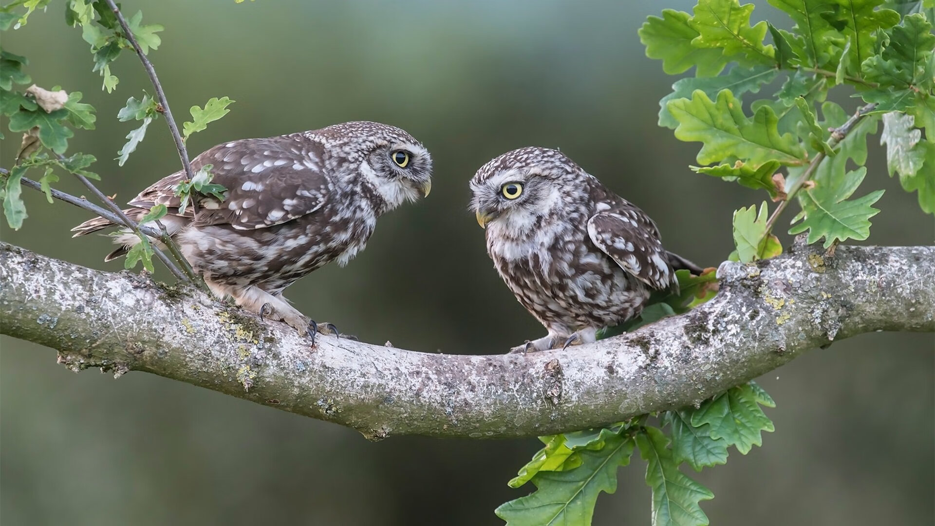 烈焰席卷埃及,红军铁蹄下的金字塔,特奥利刃难阻晋级狂潮