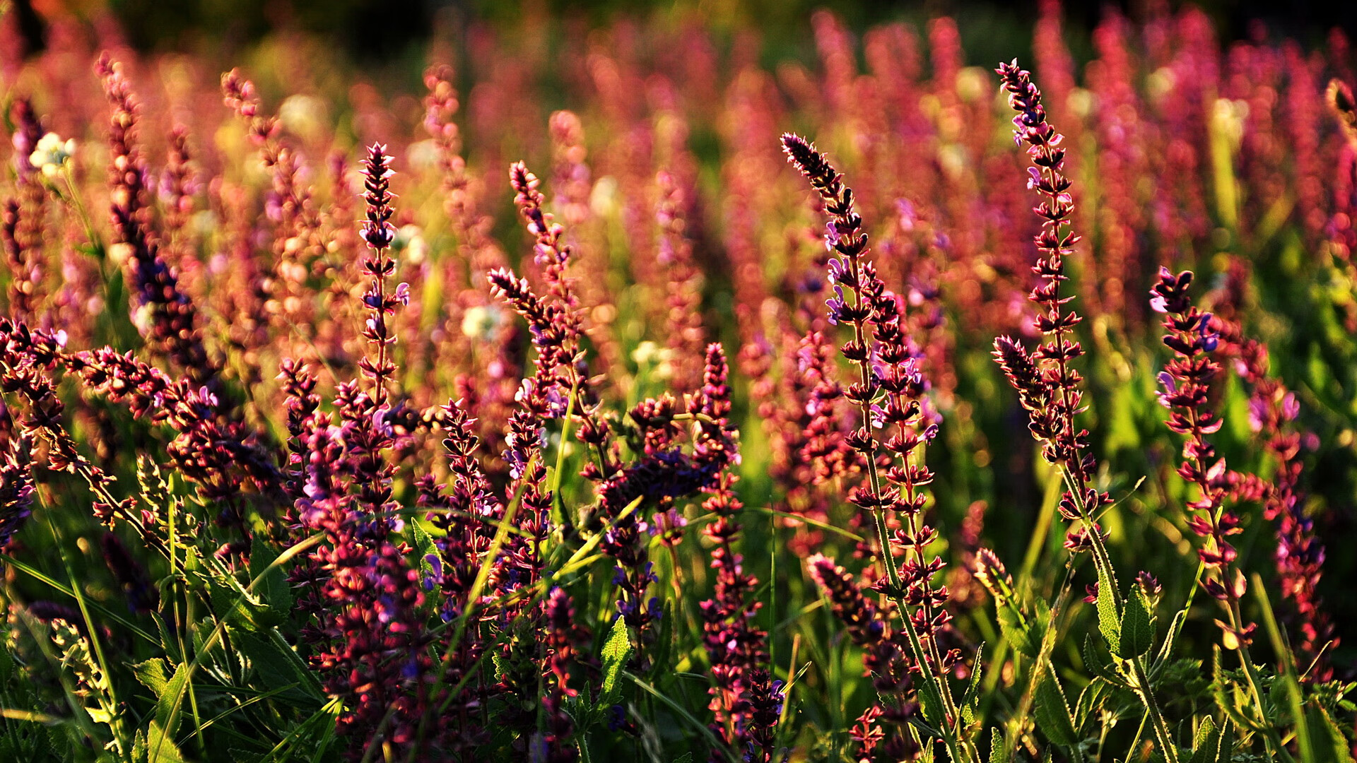 流星与熔炉，克瓦拉茨赫利亚的爆发与乌拉圭的钢铁决胜