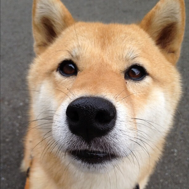 矮个子巨人，当范弗利特在丹佛高原写下逆袭序章