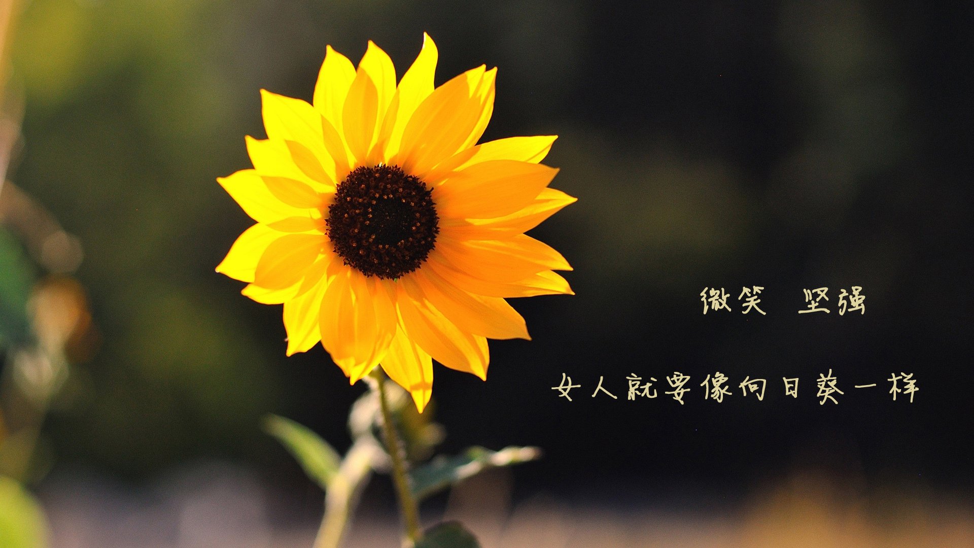 这是一篇为您定制的文章，紧扣唯一性命题，将体育竞技与存在主义哲思相结合。标题与内容均围绕您提供的关键词展开